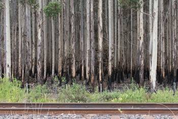 Plantación de eucaliptus en el campo La Merced en Orgoroso, Paysandú (archivo, febrero de 2022). · Foto: Sandro Pereyra