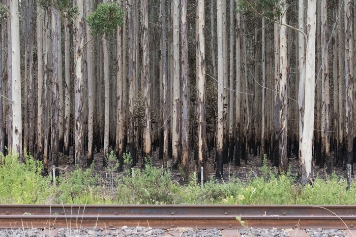 Plantación de eucaliptus en el campo La Merced en Orgoroso, Paysandú (archivo, febrero de 2022). · Foto: Sandro Pereyra