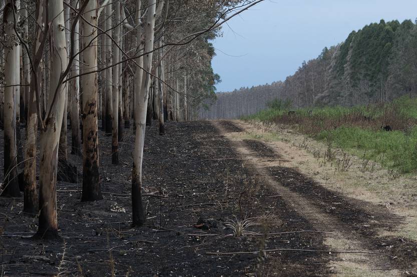 20251222 forestal ambiente