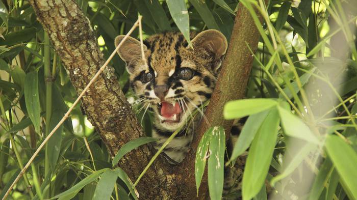 Margay, Leopardus wiedii, en la reserva de M´bopicuá. · Foto: Leo Lagos
