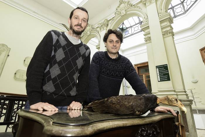 Andrés Rinderknecht y Washington Jones, junto a un buitre actual, en el Museo Nacional de Historia Natural.  · Foto: Federico Gutiérrez