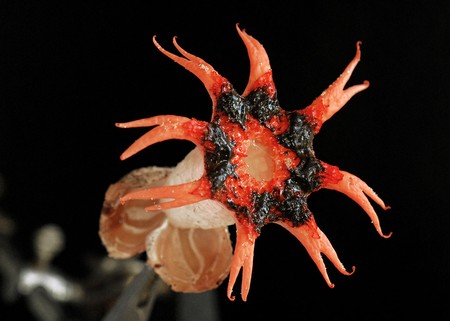 Foto principal del artículo 'Este fin de semana se realiza por segundo año "Fungizaje", con especialistas en hongos' Foto principal del artículo 'Este fin de semana se realiza por segundo año "Fungizaje", con especialistas en hongos'