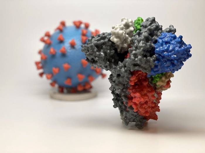 Modelo 3D en el que al frente vemos modelo de una espiga de proteínas del SARS-CoV-2 y al fondo el modelo del virus en el que en rojo se ven las espigas. Foto: NIH