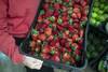 frutillas RS18329_20231026AM_001
