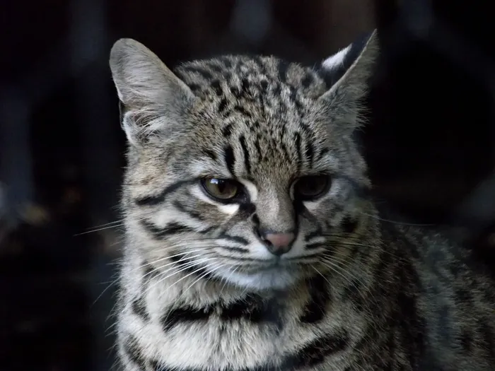 Gato montés. foto: animalias.bio