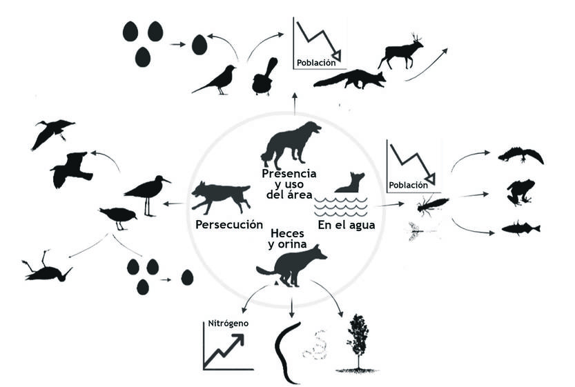grafico ciencia xx