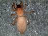 Hembra de Latica galeanoi.
Foto: Bruno Da Silva Hembra de Latica galeanoi.
Foto: Bruno Da Silva