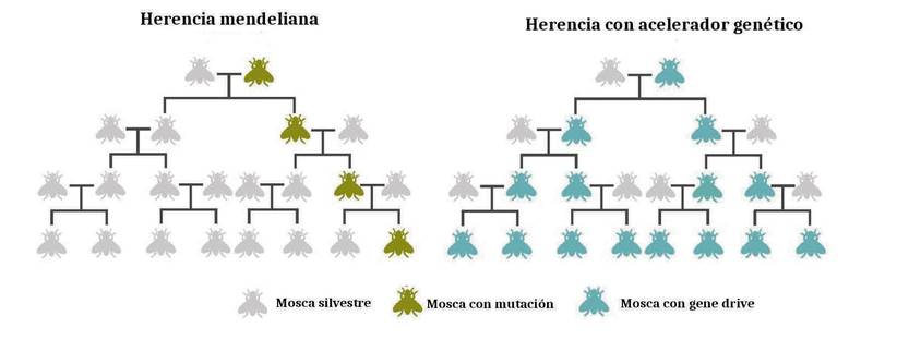 13-15 20250607 ciencia mosca bichera 3