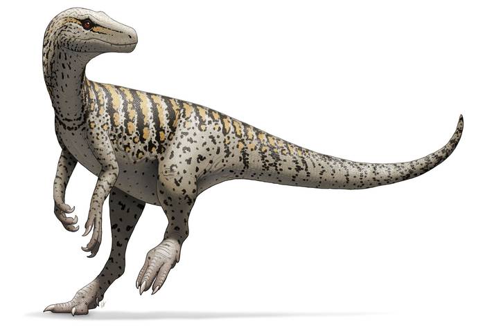 Herrerasaurus ischigualastensis, uno de los dinosaurios más antiguos del mundo encontrado en San Juan, Argentina.  
Ilustración: Fred Wierum