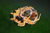 holanda 000_32PR48H