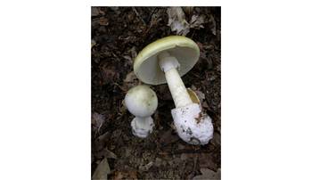 _Amanita phalloides_. Foto: Wikipedia, bajo licencia Creative Commons.