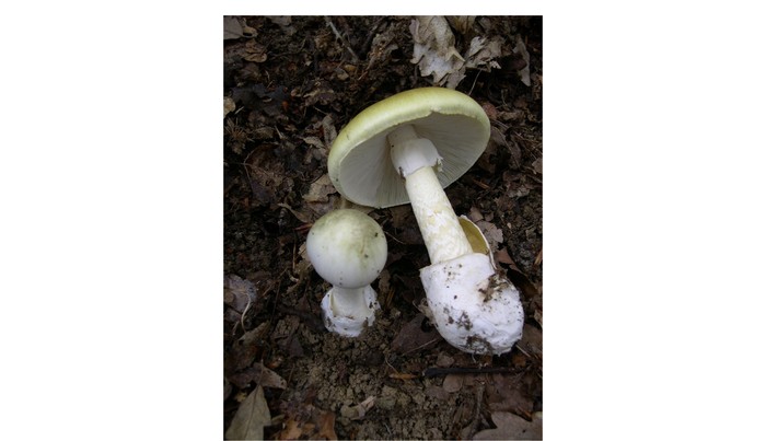 _Amanita phalloides_. Foto: Wikipedia, bajo licencia Creative Commons.