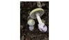 Amanita phalloides