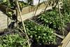 huerta RS71799_20210324FG_0202