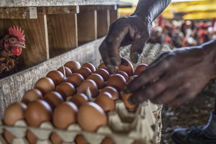 Foto principal del artículo '¿Por qué los huevos en casa se deben conservar en la heladera?' · Foto: Ernesto Ryan