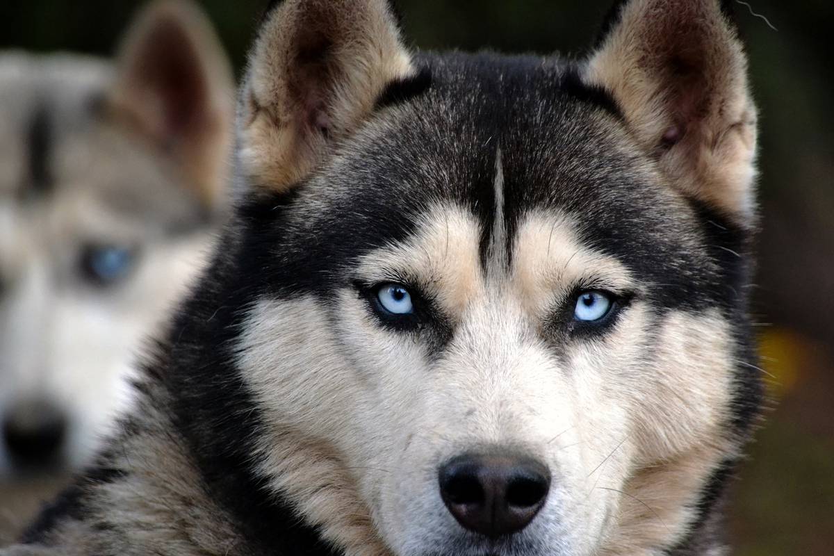 los huskies son buenos perros al aire libre