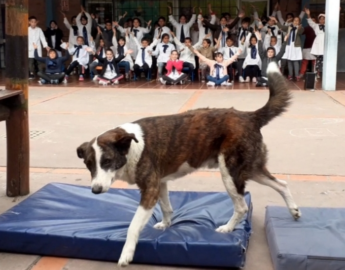 Foto principal del artículo 'Gastón, diario íntimo de un perro escolar'