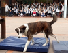 gastón el perro escolar