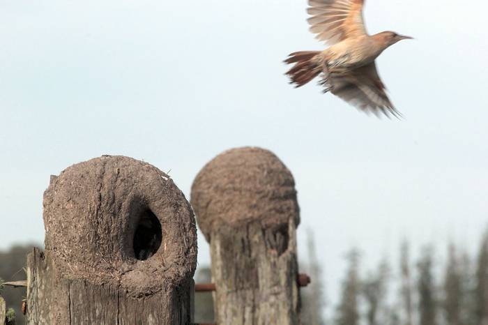 Foto principal del artículo 'Investigadores intentan comprender cómo construyen el nido los horneros' · Foto: Leo Lagos