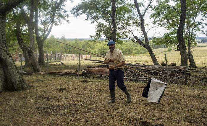 Diego Planchón en el predio de Javier Dalmás, productor de Arroyo Negro, Paysandú, realiza movimiento de animales a potreros alejados de los montes forestales, el 4 de enero.