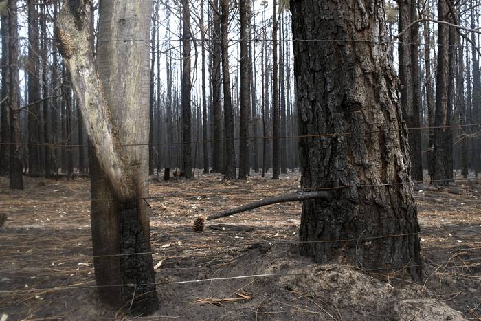 Campo forestado incendiado próximo a  Orgoroso, en el departamento de Paysandú, el 4 de enero. · Foto: Sandro Pereyra