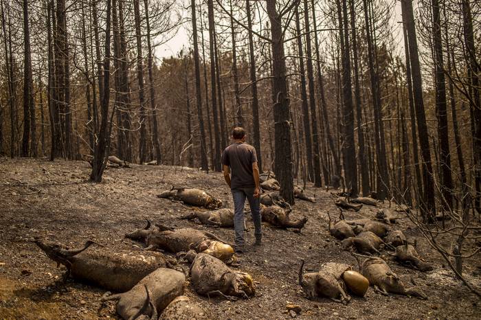 El pastor Kostis Angelou camina entre sus cabras muertas en un bosque después de un incendio forestal, este miércoles, cerca del pueblo de Kerasia en la isla de Evia. · Foto: Angelos Tzortzinis, AFP