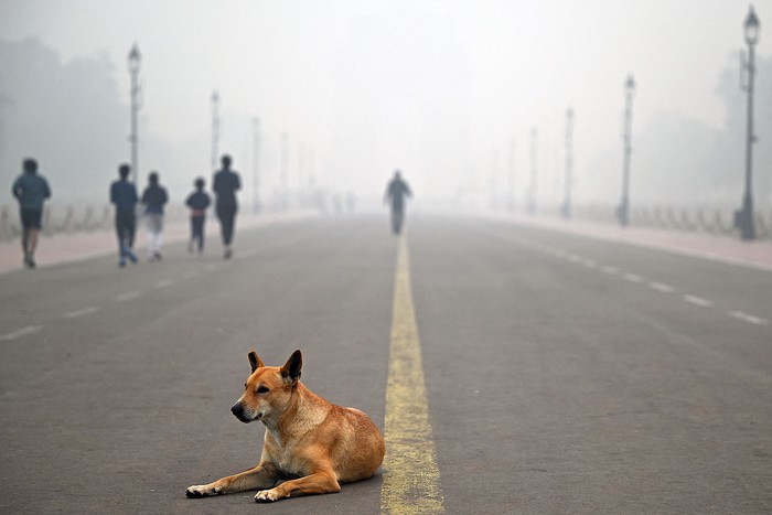 Sendero Kartavya, cerca de la Puerta de la India, en una fría mañana con esmog, el 18 de noviembre en Nueva Delhi. · Foto: Sajjad Hussain, AFP