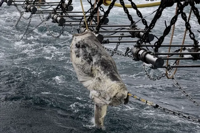 Mola mola enganchado a un cable accesorio, el 6 de abril. Imagen del informe elaborado por los observadores de CGG Services.