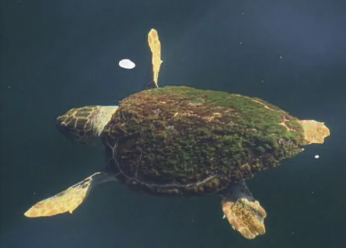 _Caretta caretta_, el 15 de marzo. Imagen del informe elaborado por los observadores de CGG Services.