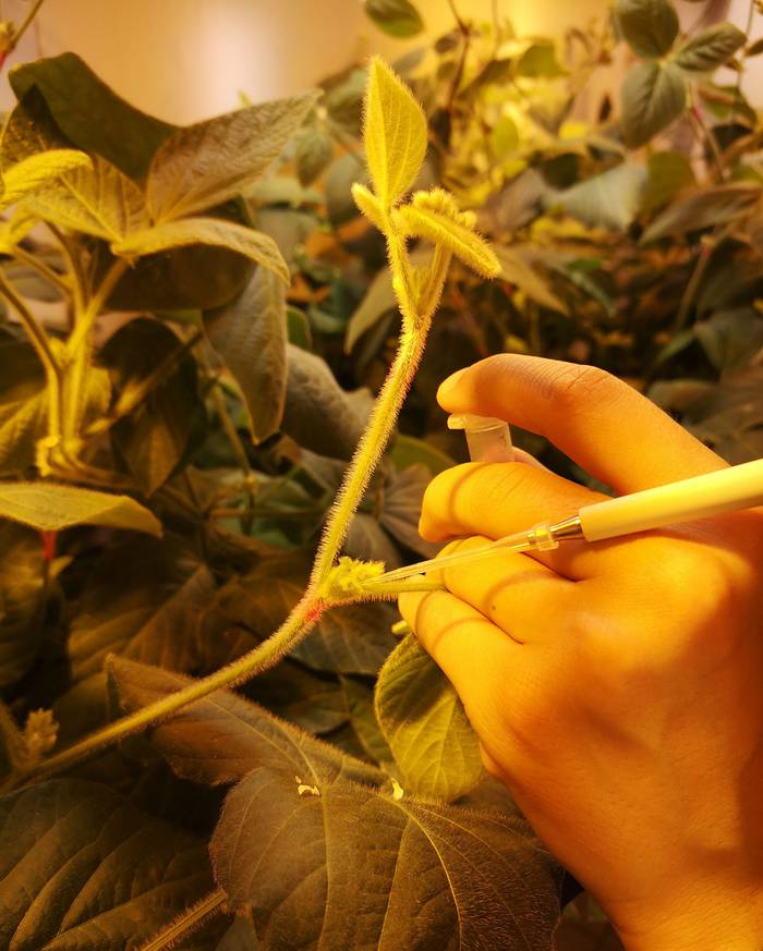 Inyectando flores de soja para producir la edición.
 · Foto:  Luciana Fleitas