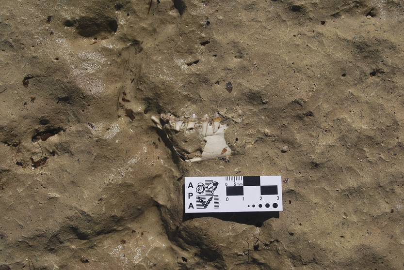 20250805 cie kiyú fosil