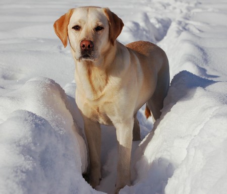 Labrador Retriever. · Foto: Hand Labrador Retriever. · Foto: Hand