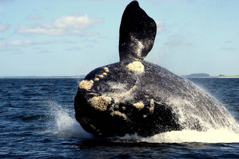 ballena web