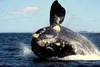 ballena web