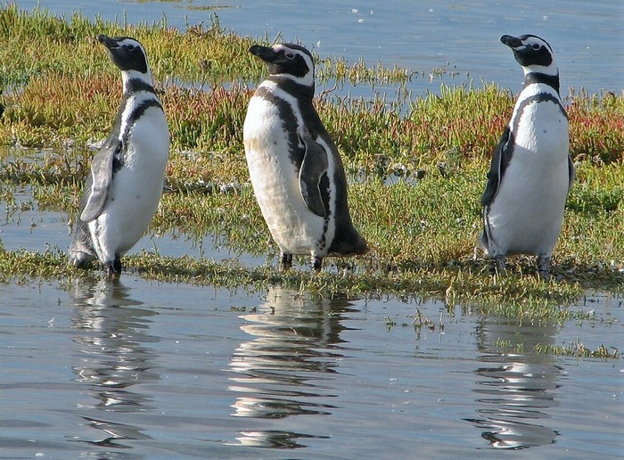 Pingüino de Magallanes. Foto: Hugo Hulsberg, iNaturalist