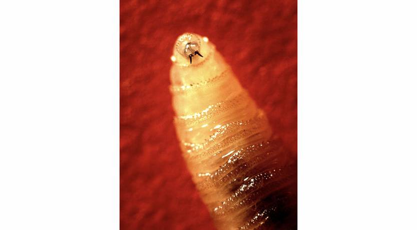 20250607 ciencia larva