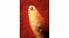 20250607 ciencia larva