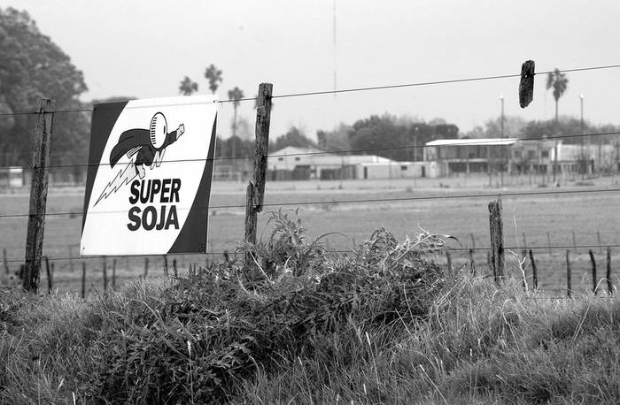 Cultivo de soja, frente a la localidad de Palmitas, en Soriano. (archivo, junio de 2006) · Foto: Sandro Pereyra