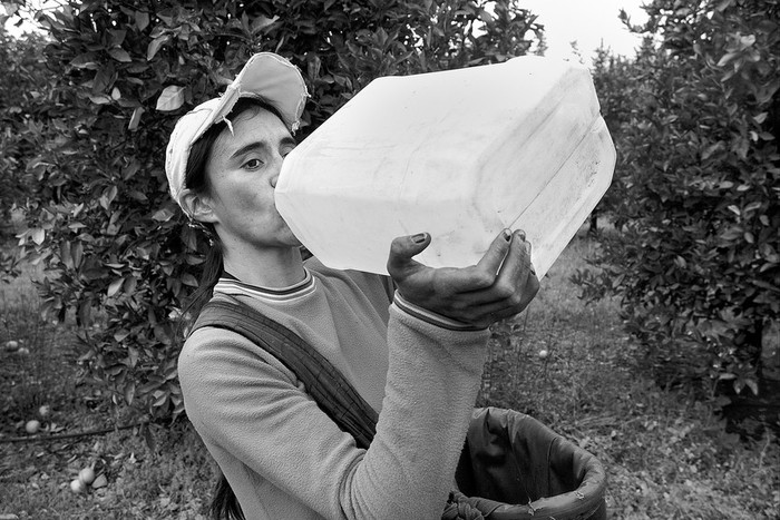 Trabajadora en la cosecha de naranja, en el departamento de Paysandu. (archivo, agosto de 2010 · Foto: Sandro Pereyra