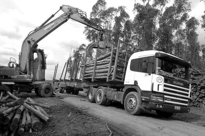 Campo forestal en el departamento de Tacuarembo. (archivo, agosto de 2008) · Foto: Sandro Pereyra
