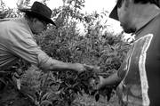 Danilo Garrone y Mario Secco, productores de manzana, en una chacra de Paso del Bote. 