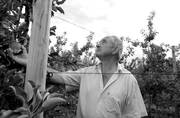 Eduardo Cernada, durante la jornada de divulgacion de la variedad de manzanas Condessa, en la granja Moizo, Melilla. 