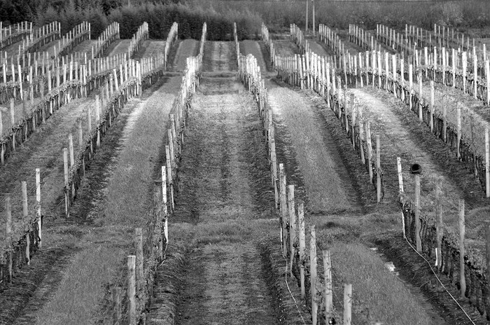 Viñedos de la familia Traversa, en Camino Pedro de Mendoza. (archivo, octubre de 2010) · Foto: Ricardo Antúnez