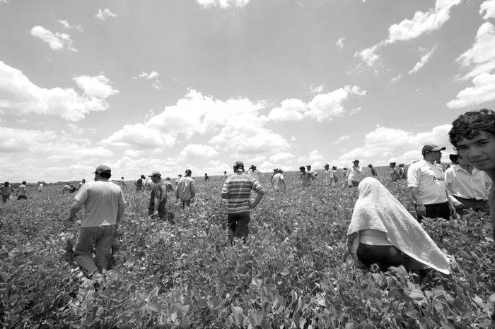 Campesinos sin tierra de Paraguay atraviesan una plantación de soja perteneciente a un terrateniente brasiguayo, ocupante de los campos desde hace 40 años, en Ñacunday, Alto Paraná.
 · Foto: Norberto Duarte, AFP