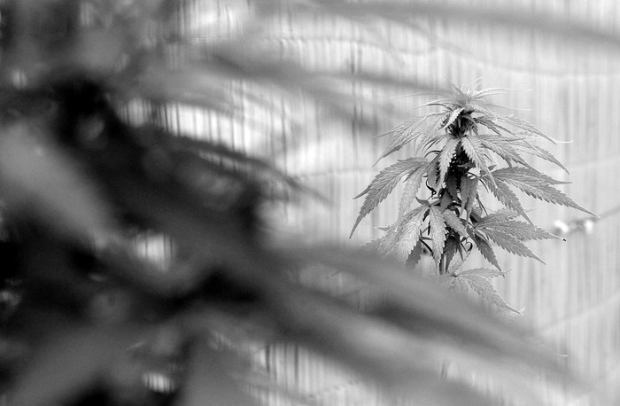 Plantas de cannabis. (archivo, febrero de 2011) · Foto: Nicolás Celaya