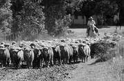 Javier Gutiérrez lleva al campo una
majada de ovejas después de ser bañadas.