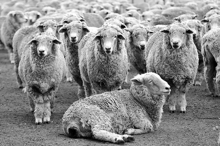 Majada de ovejas. (archivo, abril de 2012) · Foto: Javier Calvelo