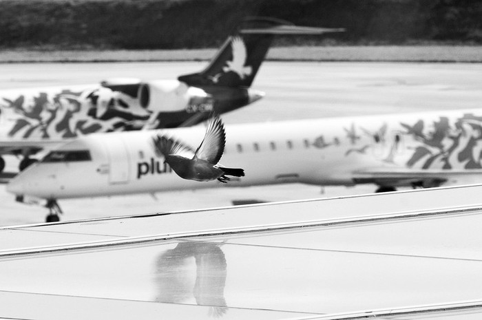 Aeronaves de Pluna en el aeropuerto de Carrasco. · Foto: Nicolás Celaya