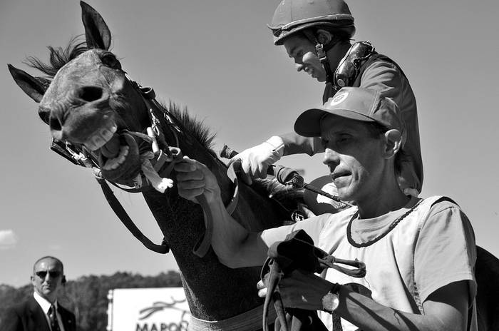 Jockey y caballo que participaron de una de las carreras de ayer, en el Hipódromo de Maroñas. / · Foto: Victoria Rodríguez