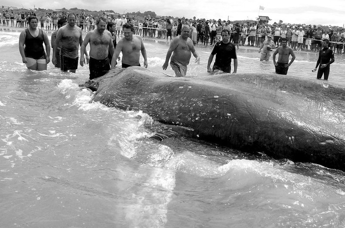 En la playa Anaconda del balneario La Paloma, Rocha, un grupo de bañistas intenta salvar a una ballena jorobada o yubarta,
que amaneció encallada en la playa. Con ayuda de bomberos, bañistas e integrantes de una ONG dedicada a la preservación
de cetáceos, la ballena fue devuelta al agua. Sin embargo, una y otra vez volvía a la playa, pese a los esfuerzos del público por
regresarla al mar. Se trataba de un ejemplar joven de entre uno y dos años, debilitado, flaco y con heridas en la parte superior.
Probablemente enferma o golpeada, esta ballena se encuentra muy lejos de su manada que, por esta fecha, se estima, ya estaría
alimentándose en la Antártida. · Foto: Ricardo Antúnez